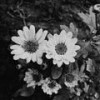 Mascara (Mai x #SS lofi ver) - #SSdaRealest