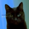 Glowcat - Dolph