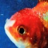 Love Can Be... (Explicit) - Vince Staples