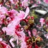この島の桜 (feat. 鏡音リン & 初音ミク) - しきた&鏡音リン&初音ミク